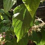 Clerodendrum trichotomum Ліст