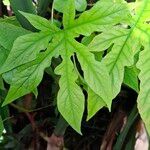 Dorstenia contrajerva Leaf