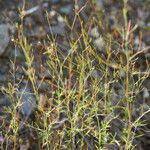 Epilobium brachycarpum Blatt