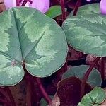 Cyclamen coum Leaf