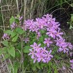 Sabatia angularis 整株植物