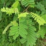 Acacia angustissima Лист