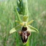 Ophrys × nouletii Bloem