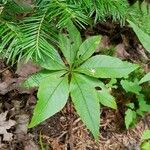 Lysimachia borealis Habit