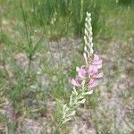 Onobrychis arenaria Flor