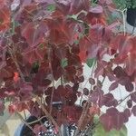 Oxalis hedysaroides Leaf