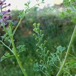 Fumaria officinalis Fruit