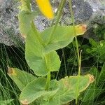 Doronicum plantagineum Leaf