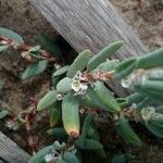 Polygonum maritimum Lorea