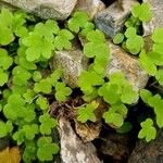 Bowlesia incana Leaf