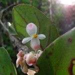 Begonia kisuluana 花