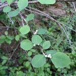 Cotoneaster nummularius Leht