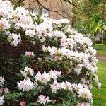 Rhododendron maximum आदत