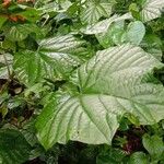 Clerodendrum paniculatum Hoja