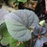 Viola labradorica Leaf