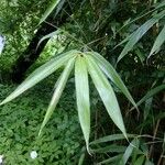 Pseudosasa japonica Lehti