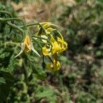 Solanum pimpinellifolium Žiedas