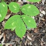 Aralia nudicaulis Φύλλο