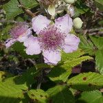 Rubus ulmifolius Fleur