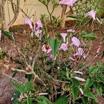 Ipomoea carnea 形态