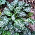 Pulmonaria saccharataBlad