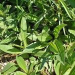 Cirsium monspessulanum Habit