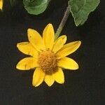 Melampodium divaricatum Çiçek