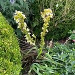 Sisyrinchium striatum Fleur