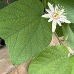 Passiflora capsularis Цвят