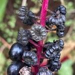 Phytolacca americana Fruit