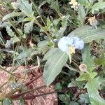 Commelina erectaКветка