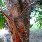 Livistona australis Ekosanga