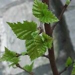 Betula pubescens Feuille