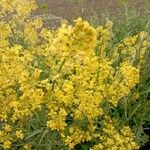 Sisymbrium strictissimum Flower