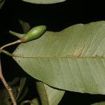Chrysophyllum hirsutum