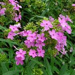 Phlox glaberrima ফুল