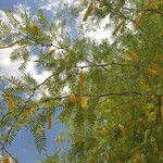 Prosopis alba Blodyn