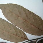 Casearia arborea Otro