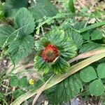 Potentilla indica Flor