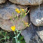 Hypericum linariifolium Habit