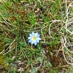 Gentiana sedifolia Λουλούδι