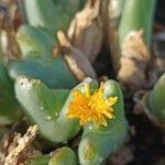 Conophytum bilobum Λουλούδι