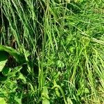 Plantago lanceolata Συνήθη χαρακτηριστικά