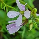 Erucaria hispanica Flor