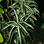 Dracaena fragrans Habitus