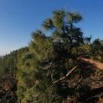 Pinus canariensisFuelha