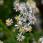 Symphyotrichum pilosum 花