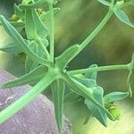 Euphorbia exigua Hoja