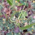 Coronilla securidaca Blad