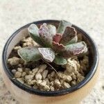 Adromischus cooperi Folha